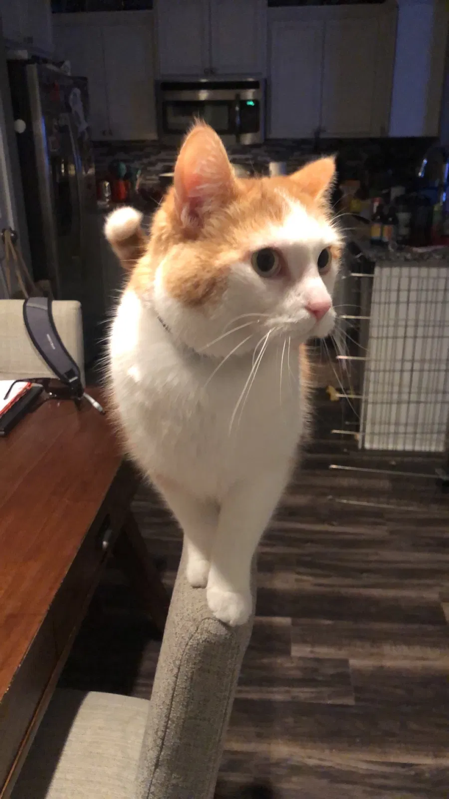 Lost cat in West Des Moines, IA, 50266