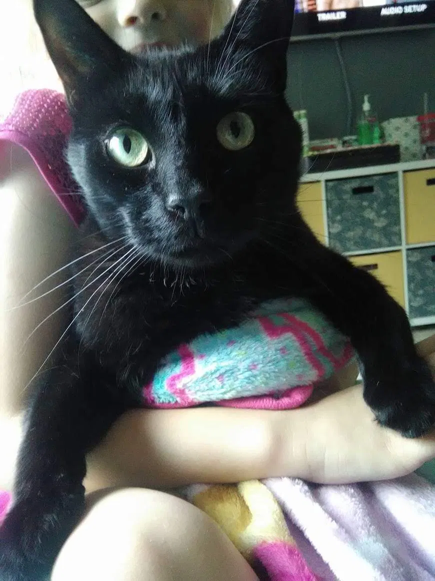 Lost cat in Toledo, OH, 43611