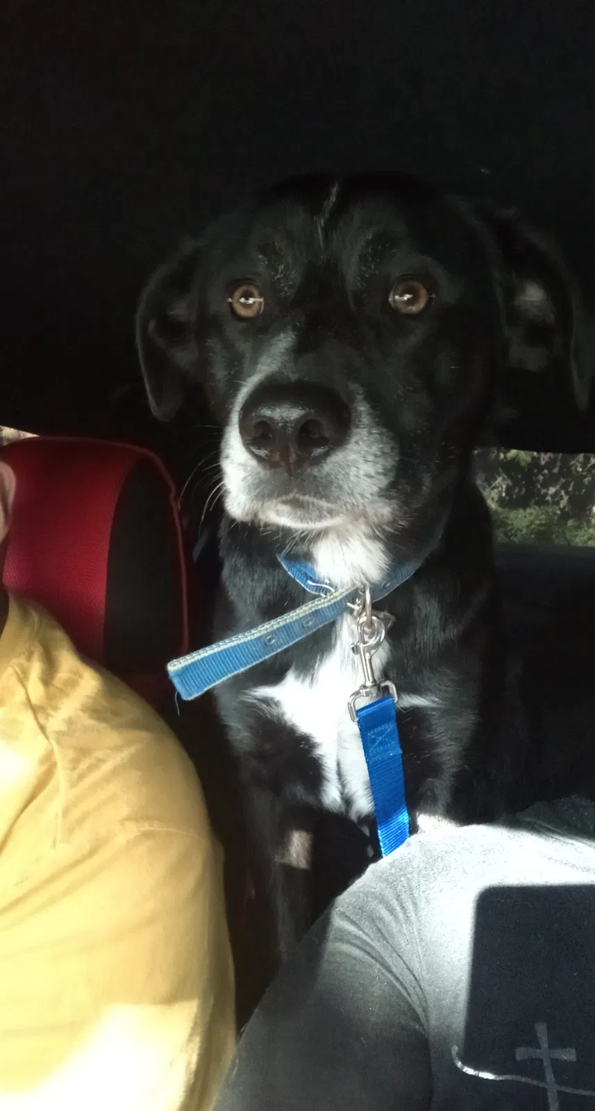 Lost dog in Alhambra, CA, 91803