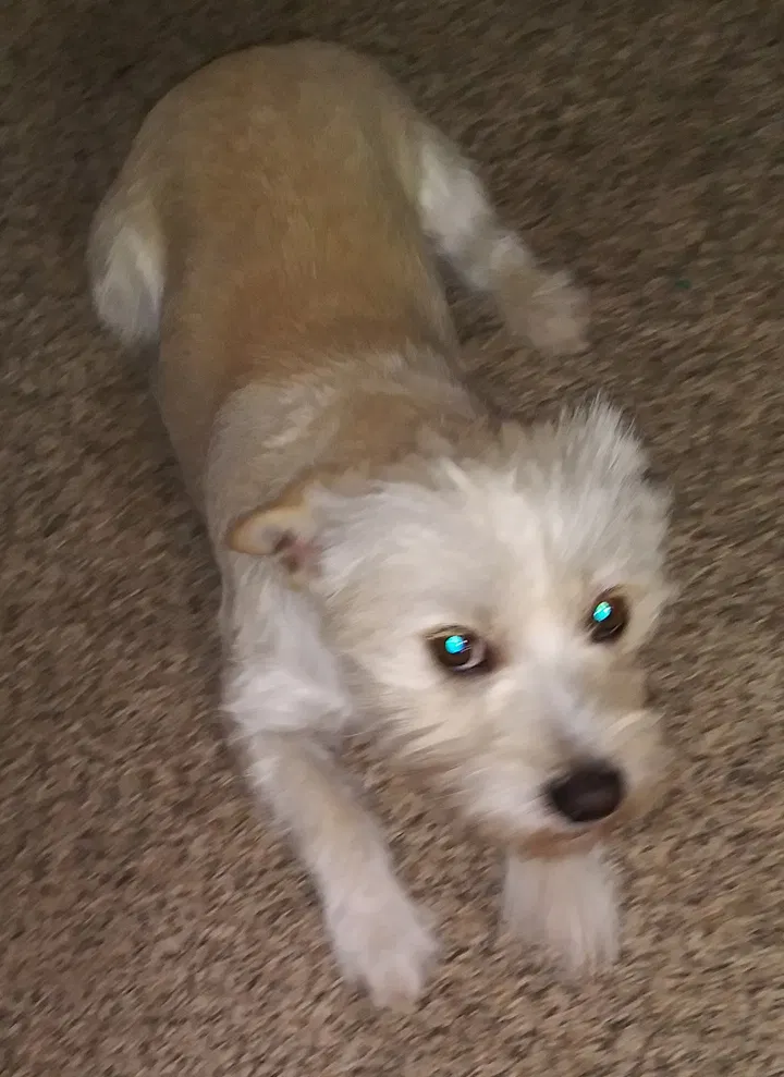 Lost dog in Odessa, TX, 79761