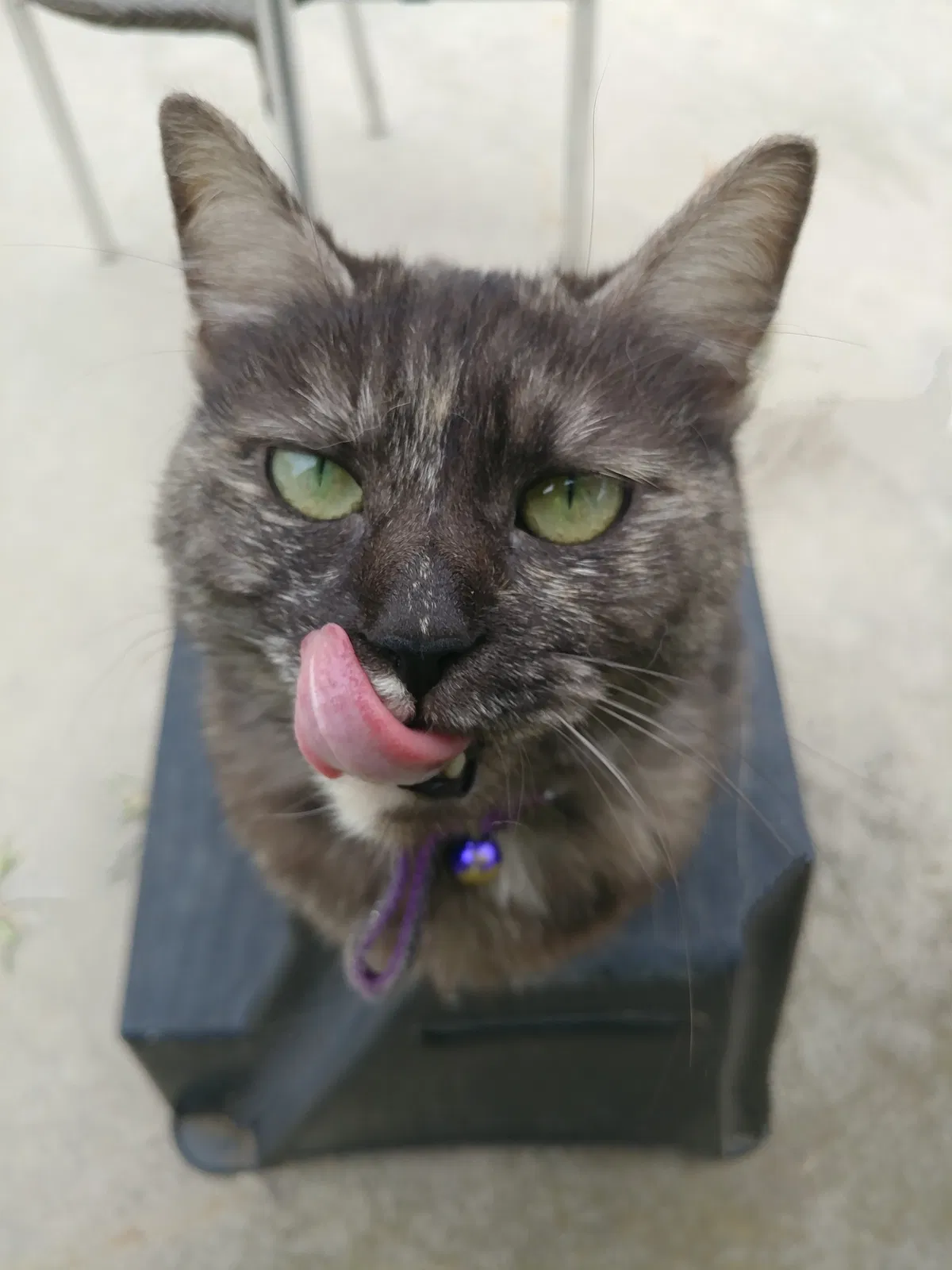 Lost cat in Oxnard, CA, 93033