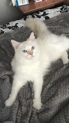 Lost cat in Rancho Cucamonga, CA, 91701
