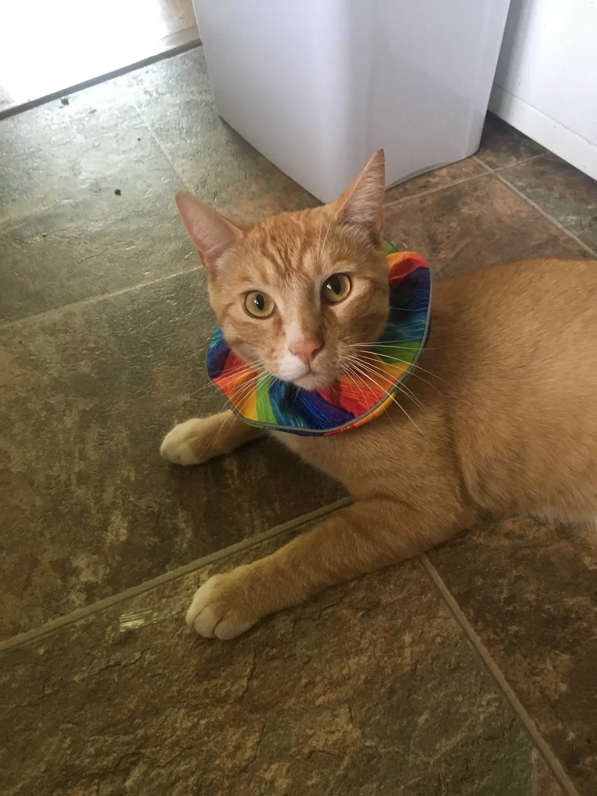 Lost cat in Missoula, MT, 59801