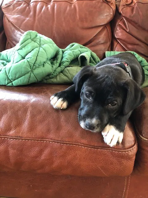 Lost dog in Saint Paul, MN, 55106