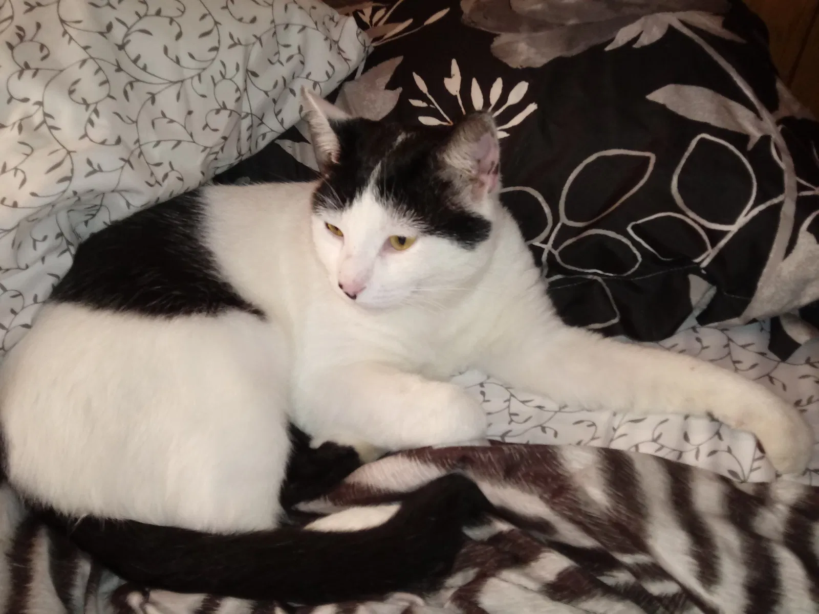 Lost cat in Oakville, CT, 6779