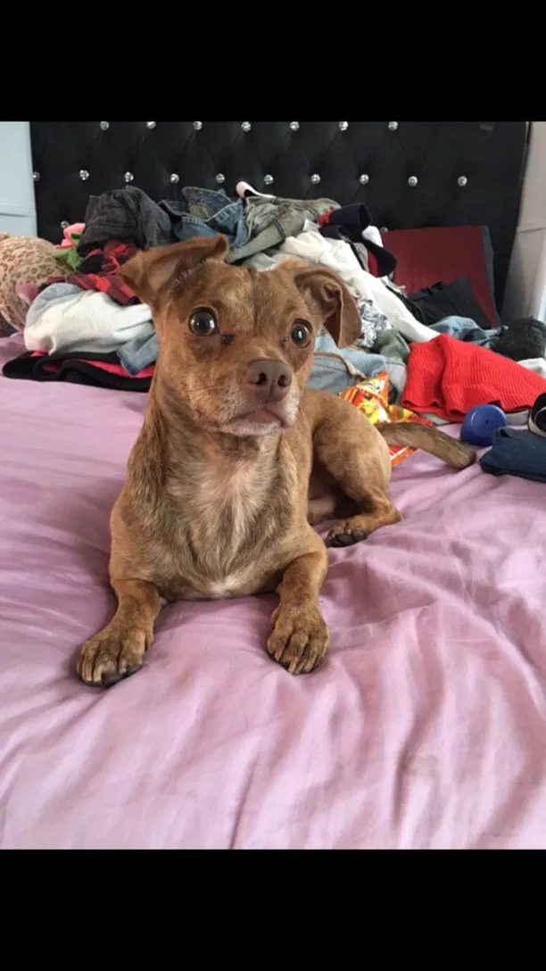Lost dog in Long Beach, CA, 90806