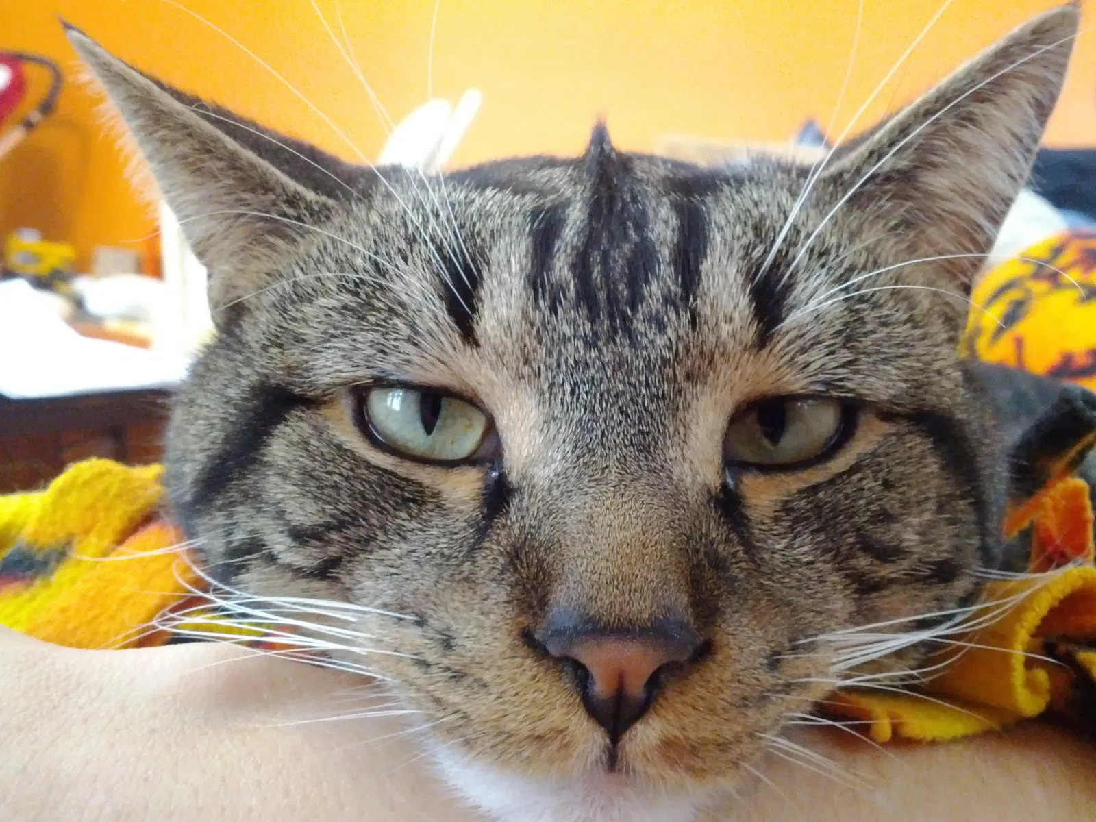 Lost cat in Delaware, OH, 43015