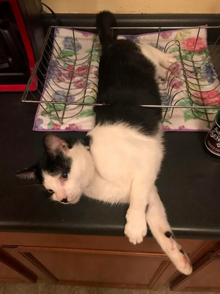 Lost cat in Franklin, IN, 46131