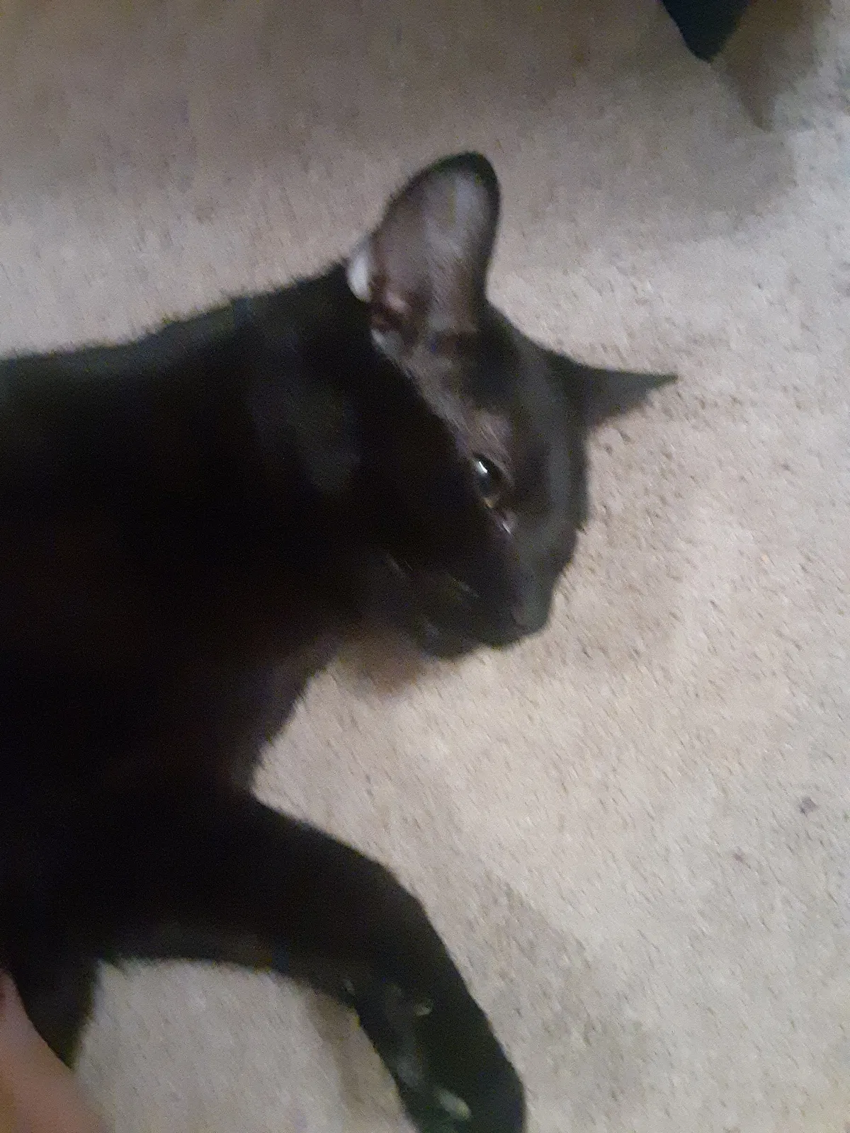 Lost cat in Franklin, IN, 46131