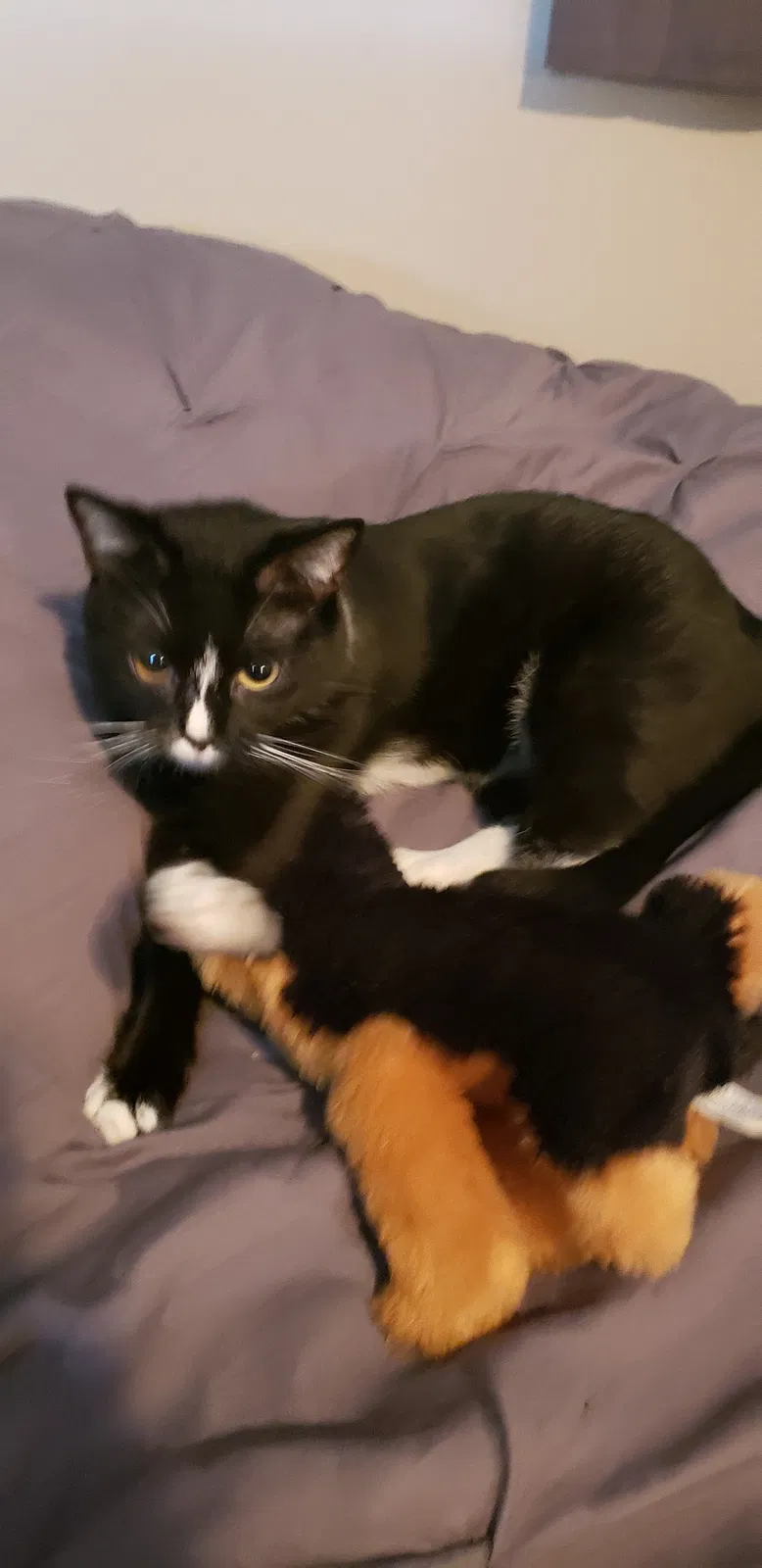 Lost cat in Wood River, IL, 62095