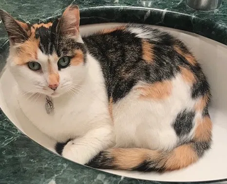 Lost cat in Baldwin, WI, 54002