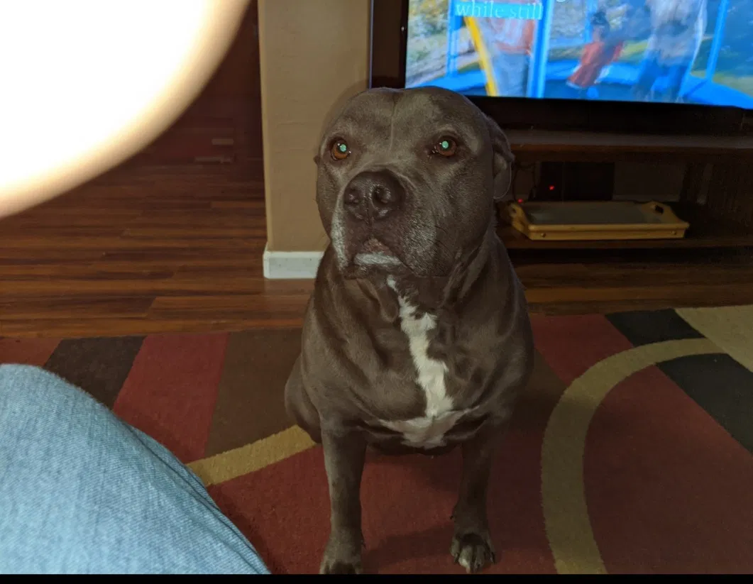 Lost dog in Bakersfield, CA, 93312