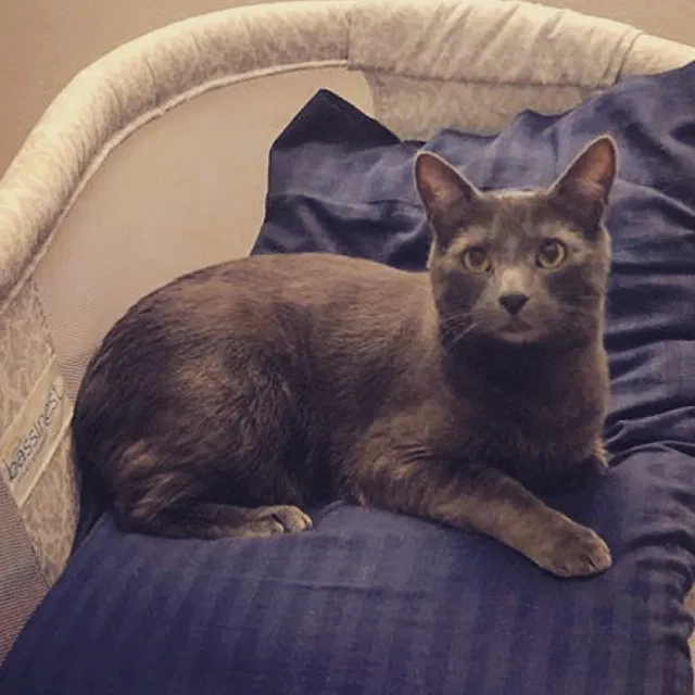 Lost cat in La Mesa, CA, 91942