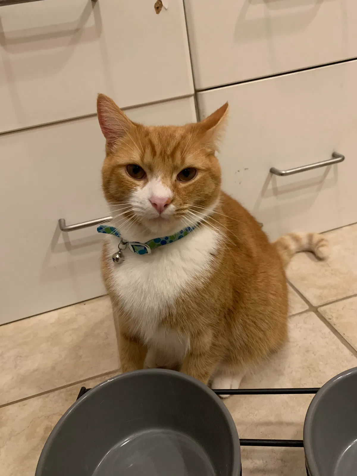 Lost cat in Hyattsville, MD, 20784