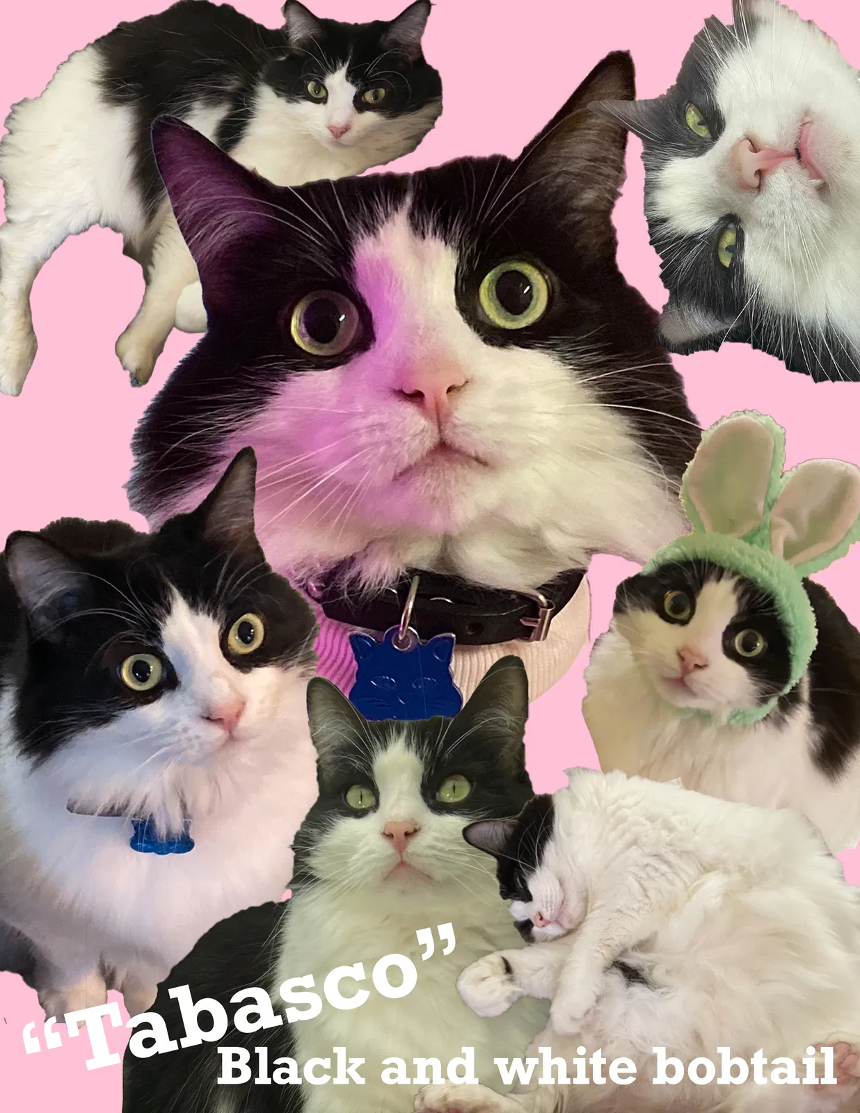 Lost cat in Seattle, WA, 98125