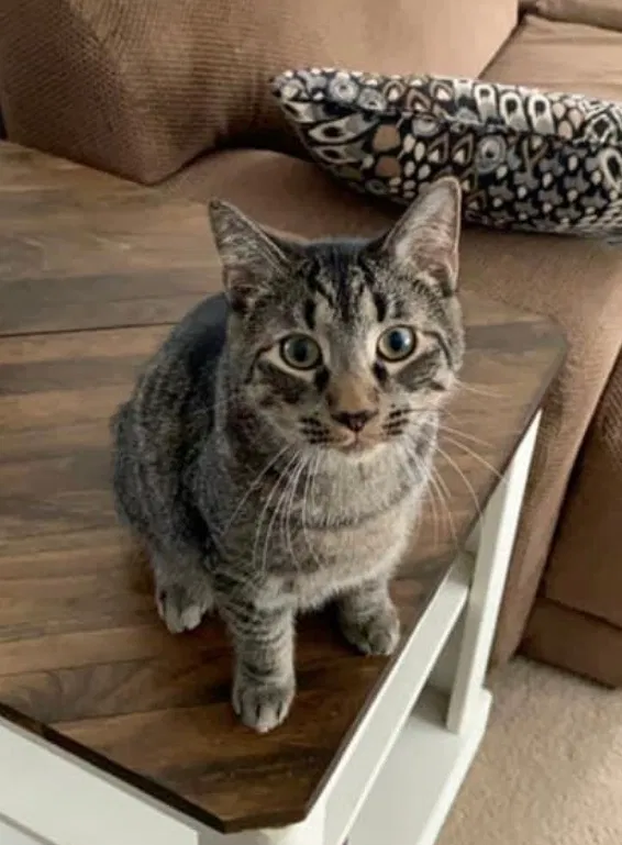 Lost cat in Rochester, NY, 14626