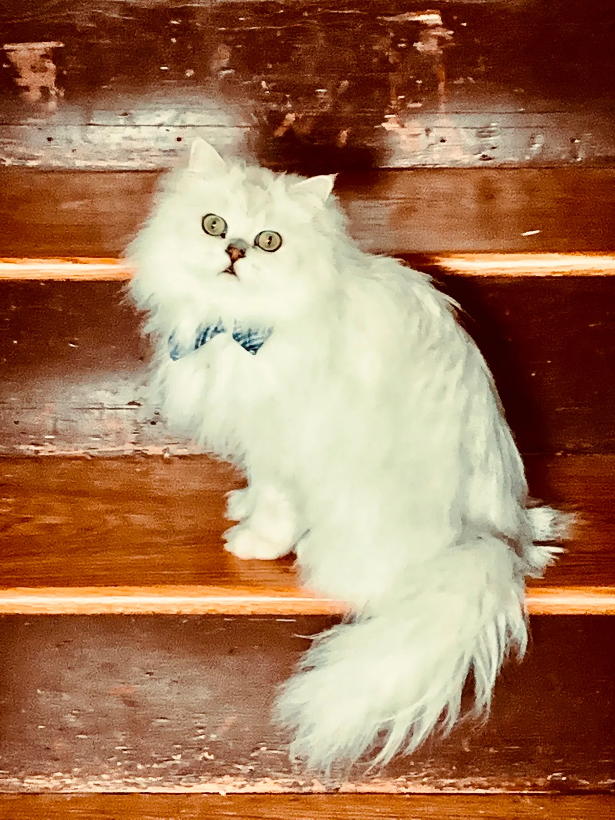 Lost cat in La Mesa, CA, 91941