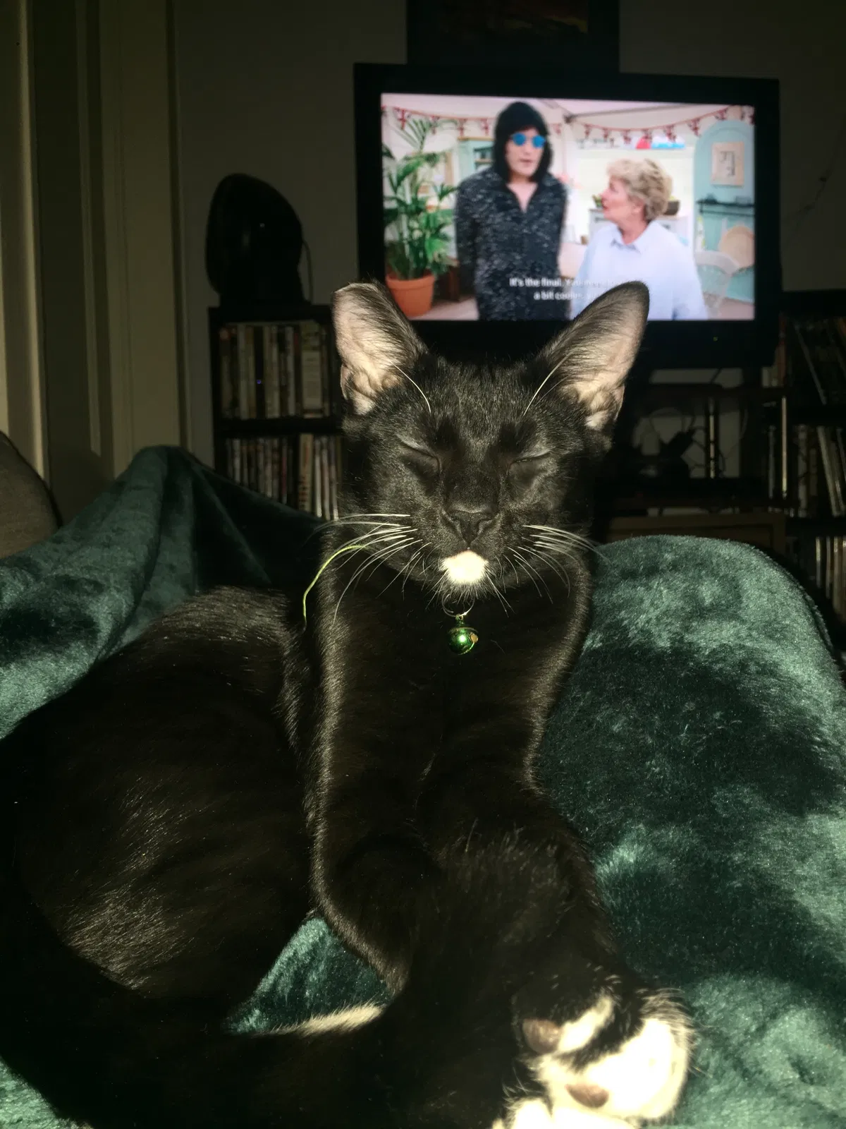 Lost cat in New Orleans, LA, 70119