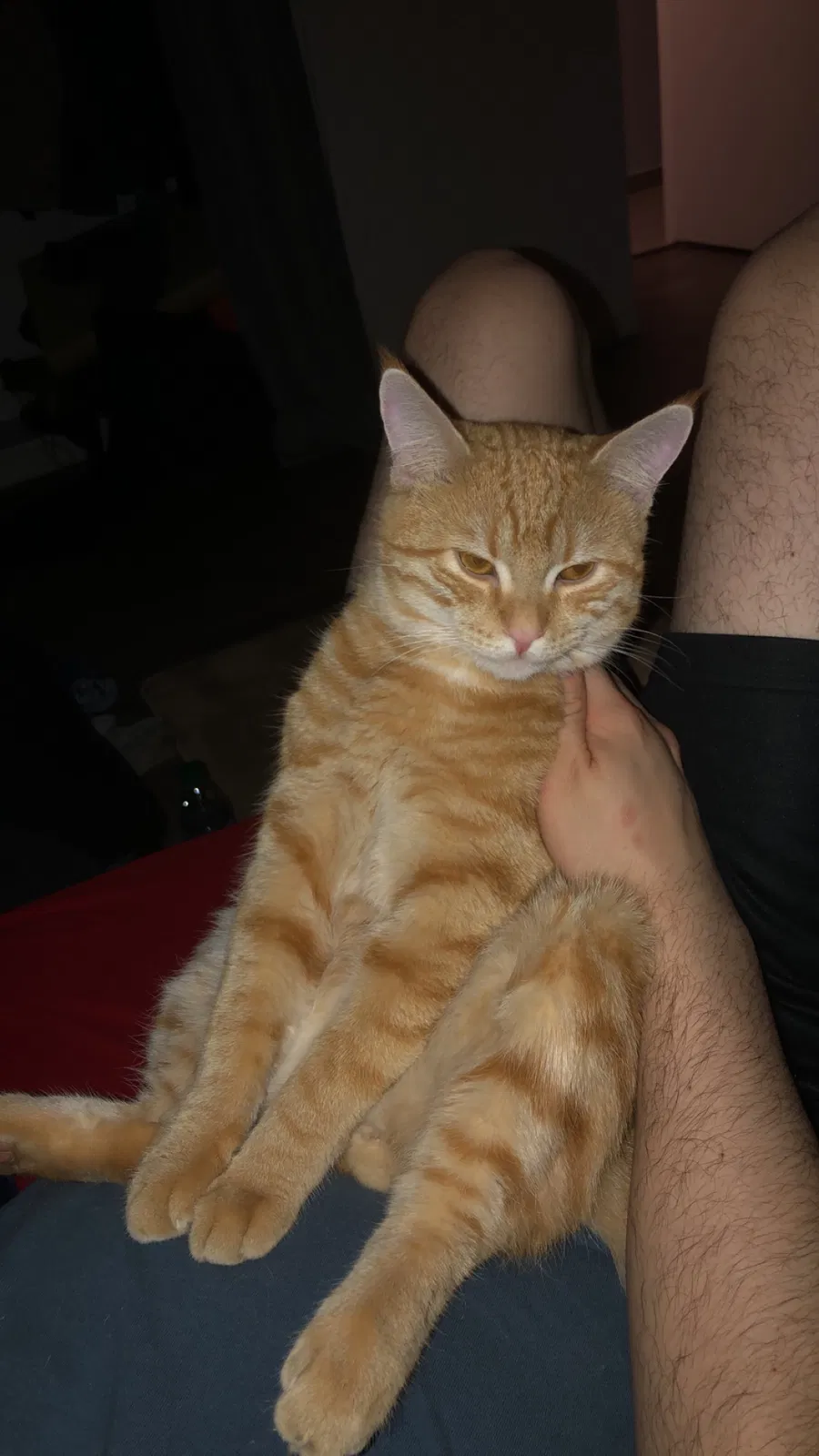 Lost cat in Vista, CA, 92084