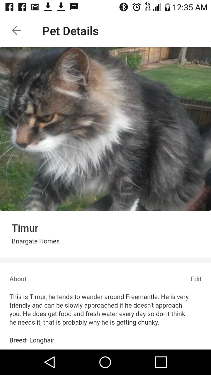 Lost cat in Colorado Springs, CO, 80920