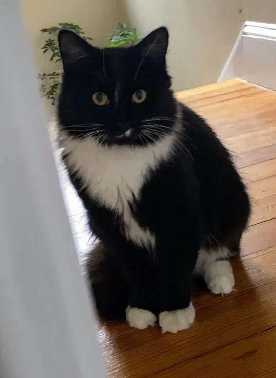 Lost cat in Portland, ME, 4103