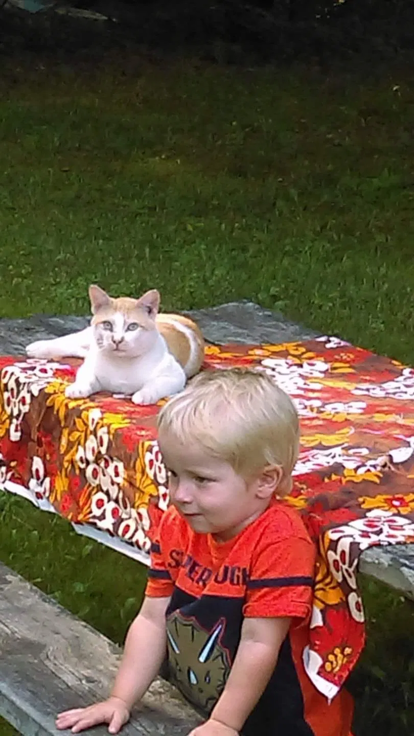 Lost cat in Tampa, FL, 33604