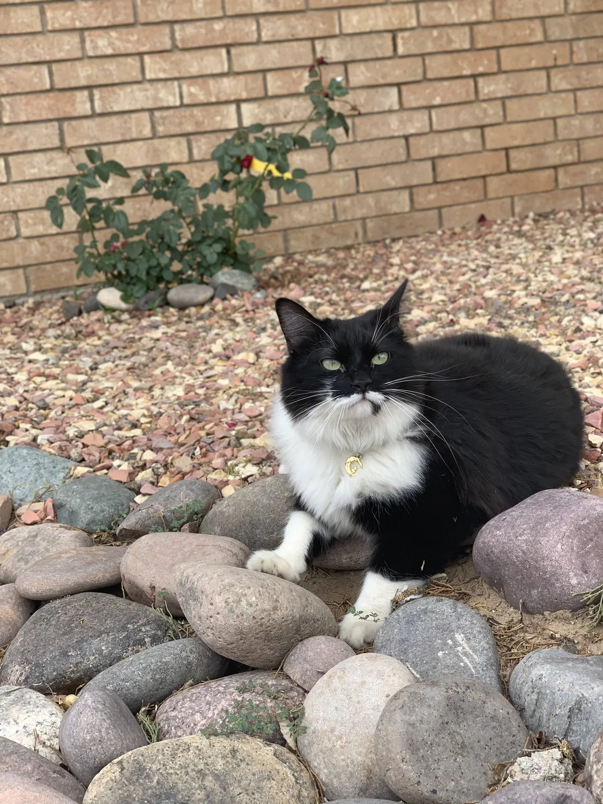 Lost cat in Las Cruces, NM, 88005