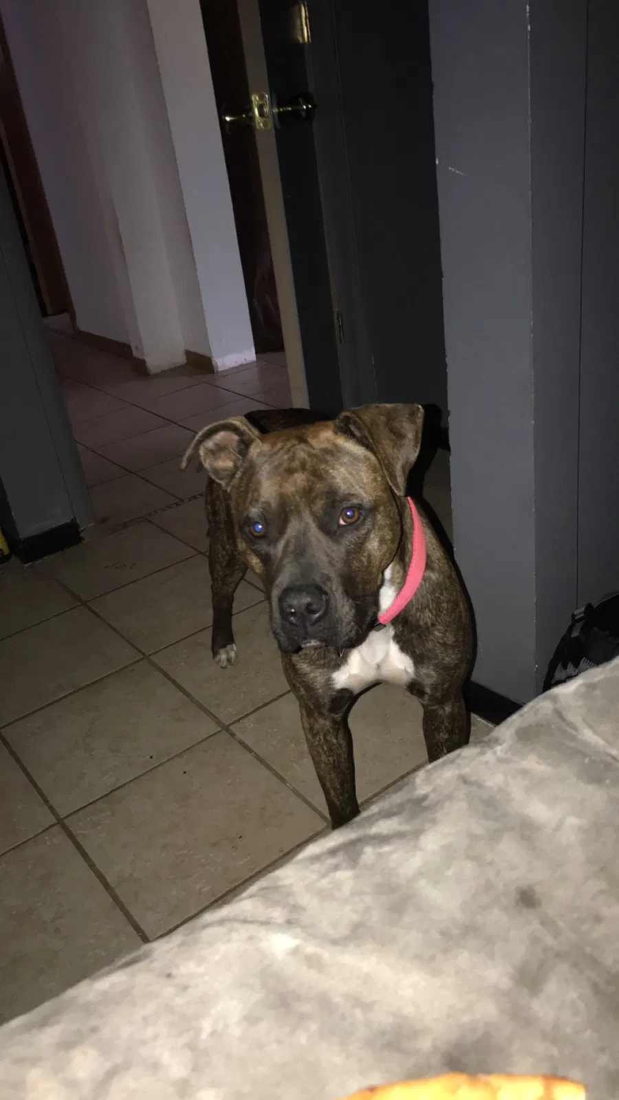 Lost dog in Seattle, WA, 98105