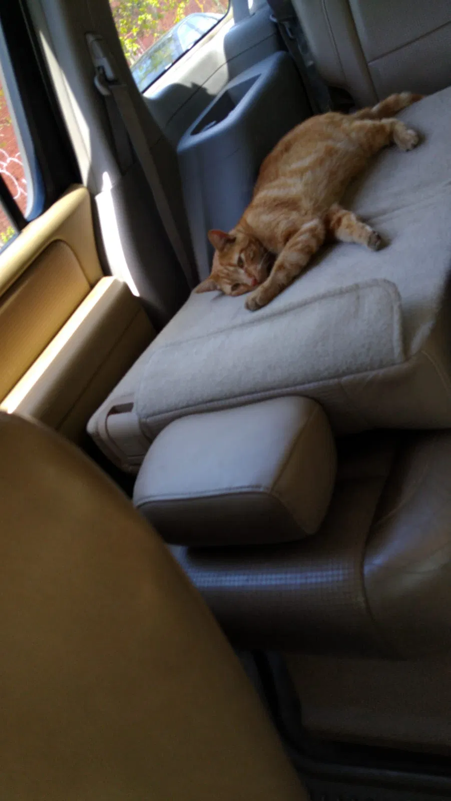 Lost cat in Brooklyn, NY, 11207