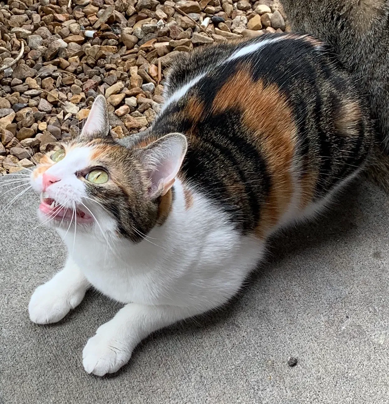 Lost cat in Springfield, MO, 65810