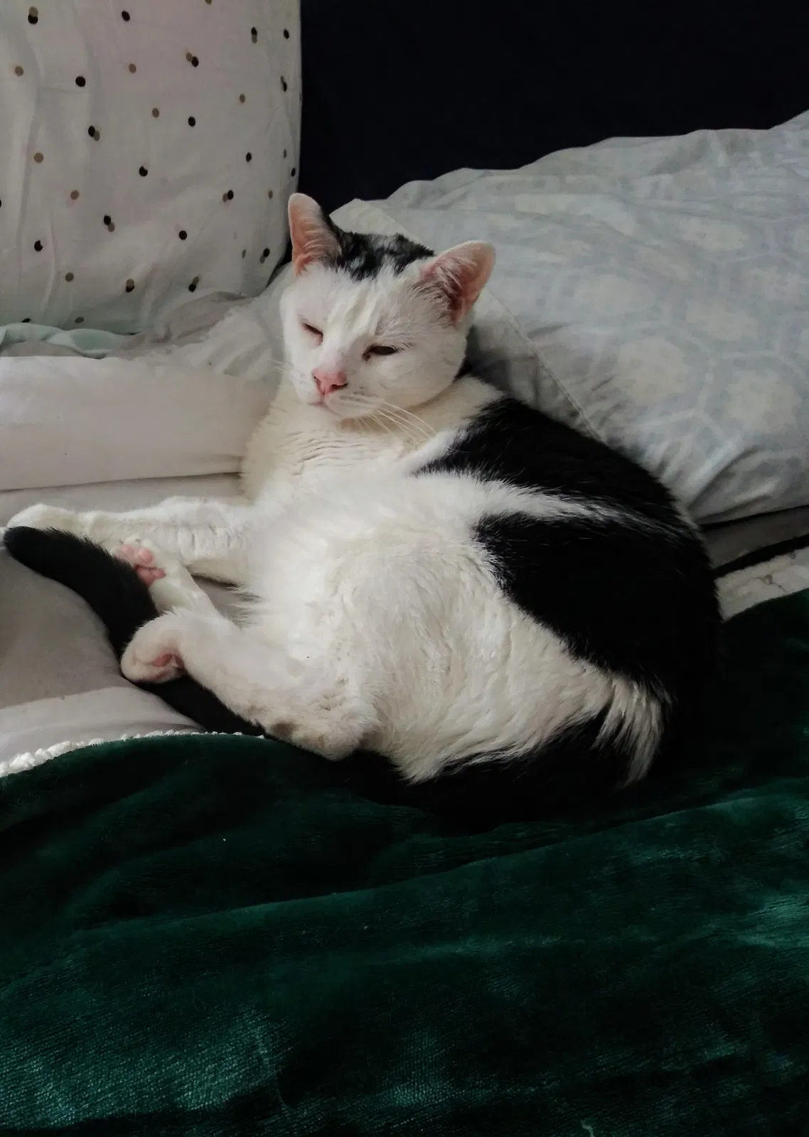 Lost cat in Spotswood, NJ, 8884