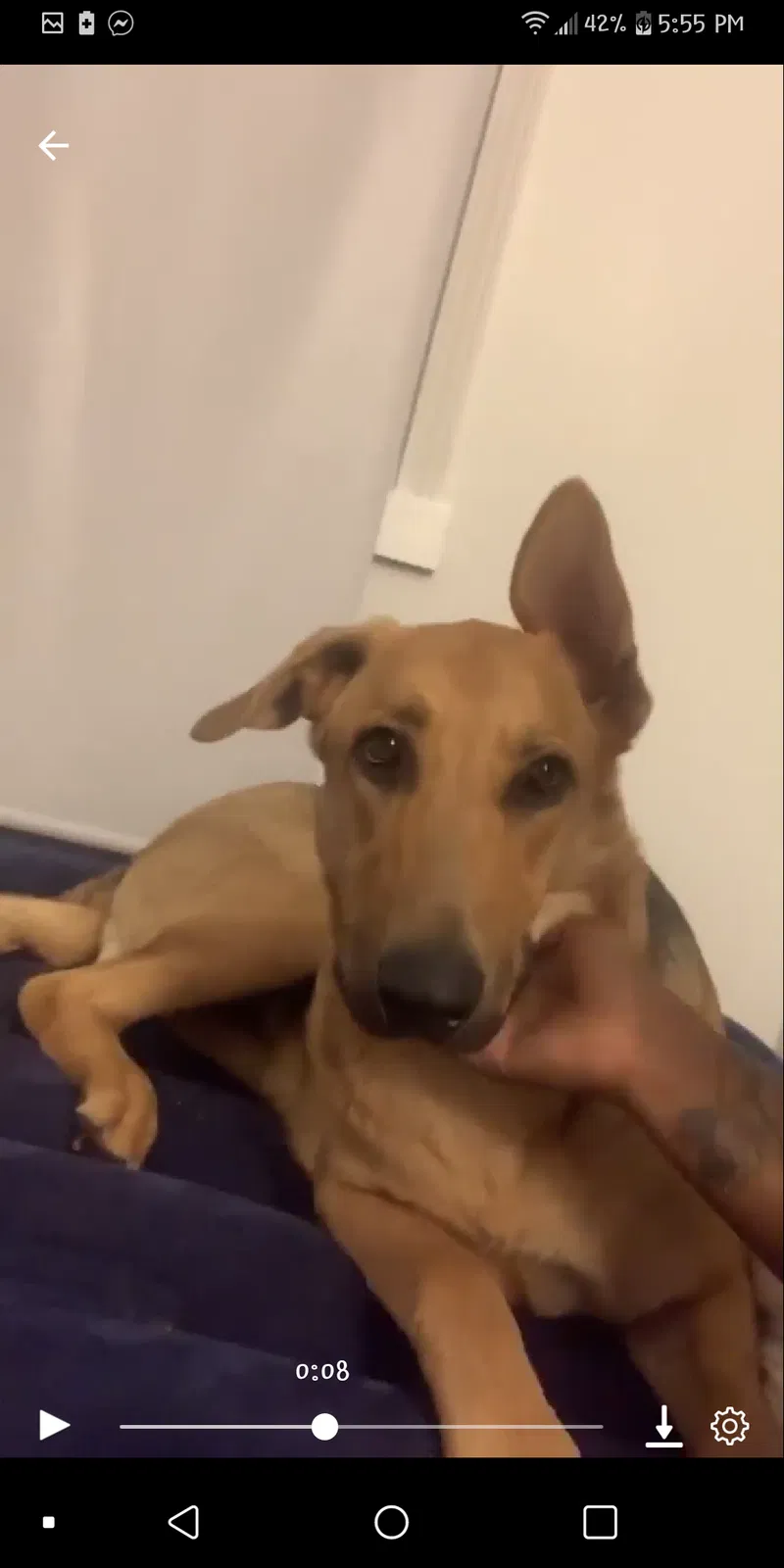 Lost dog in Winston Salem, NC, 27105