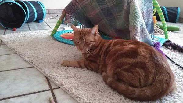 Lost cat in Dunnellon, FL, 34432