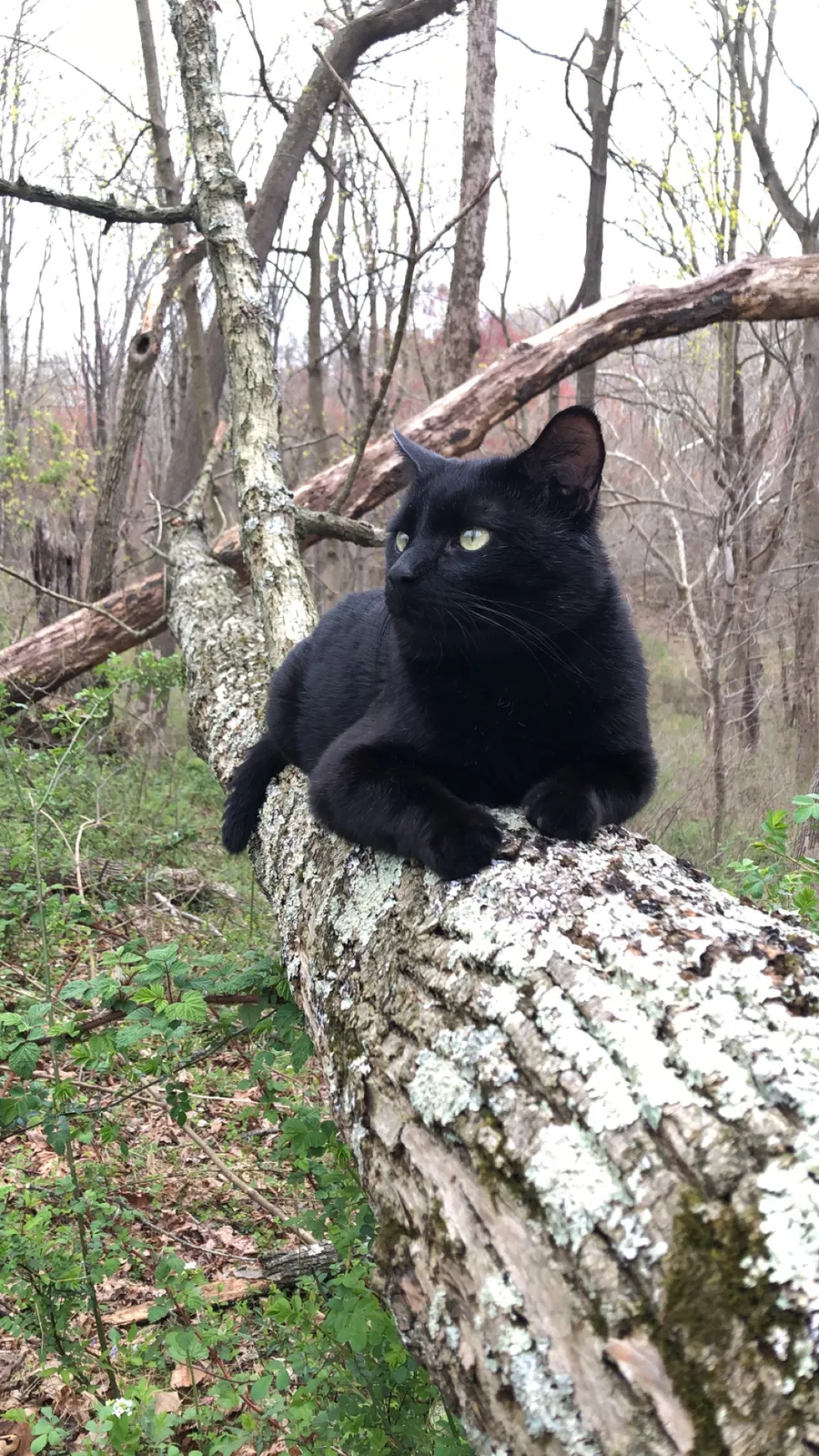 Lost cat in Freeland, MD, 21053