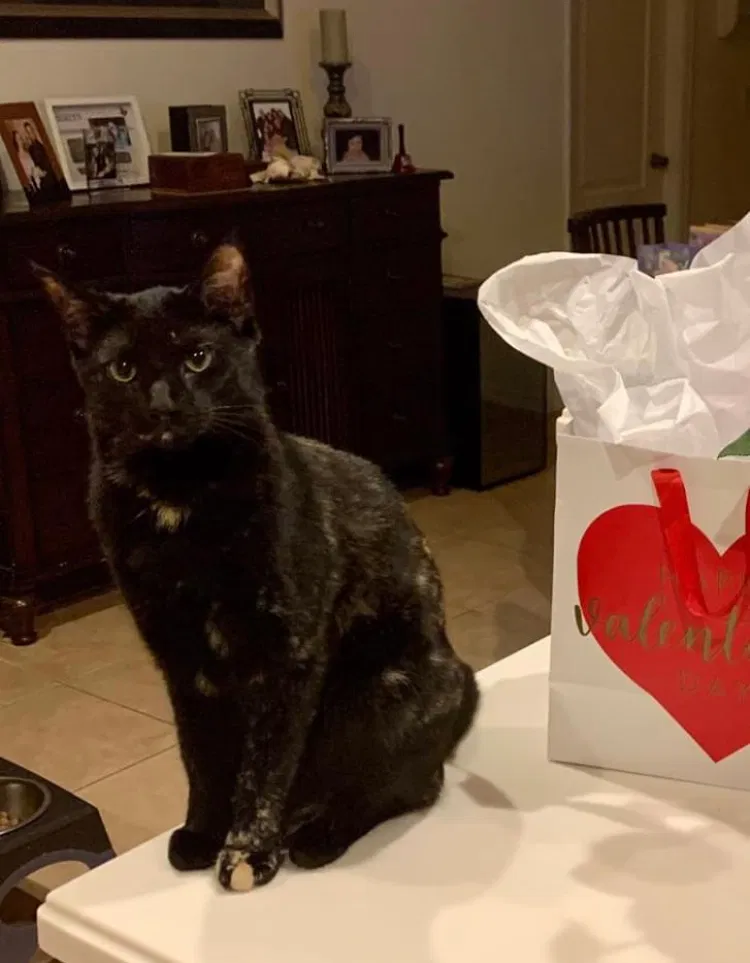 Lost cat in Cape Coral, FL, 33914