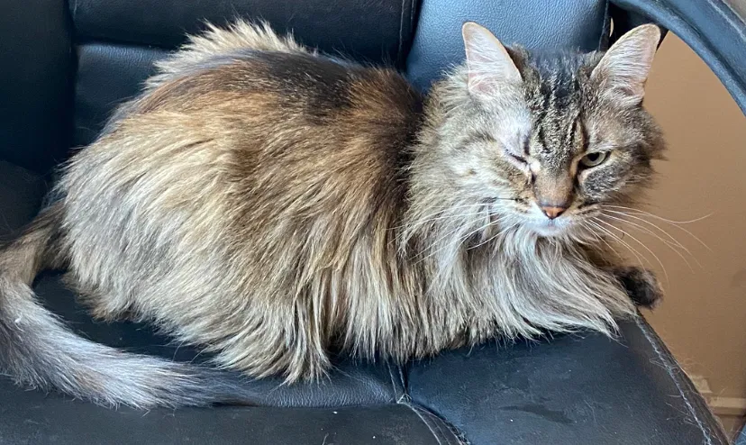 Lost cat in Colorado Springs, CO, 80919