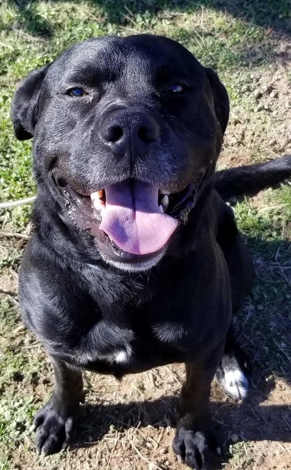 Lost dog in Bonnerdale, AR, 71933