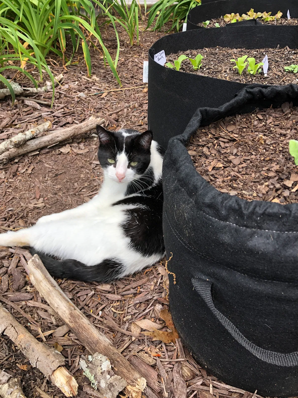 Lost cat in Candler, NC, 28715