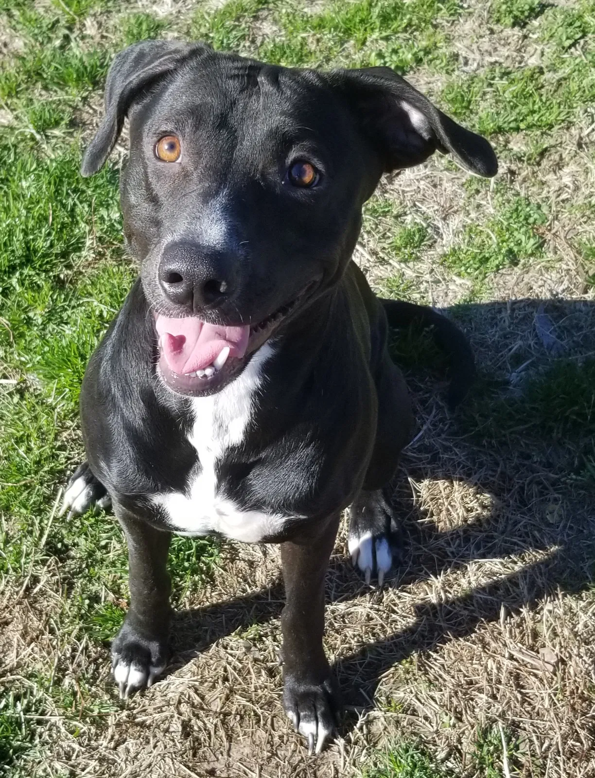 Lost dog in Bonnerdale, AR, 71933