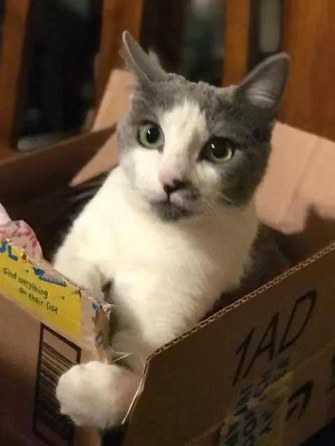 Lost cat in Rio Rancho, NM, 87124