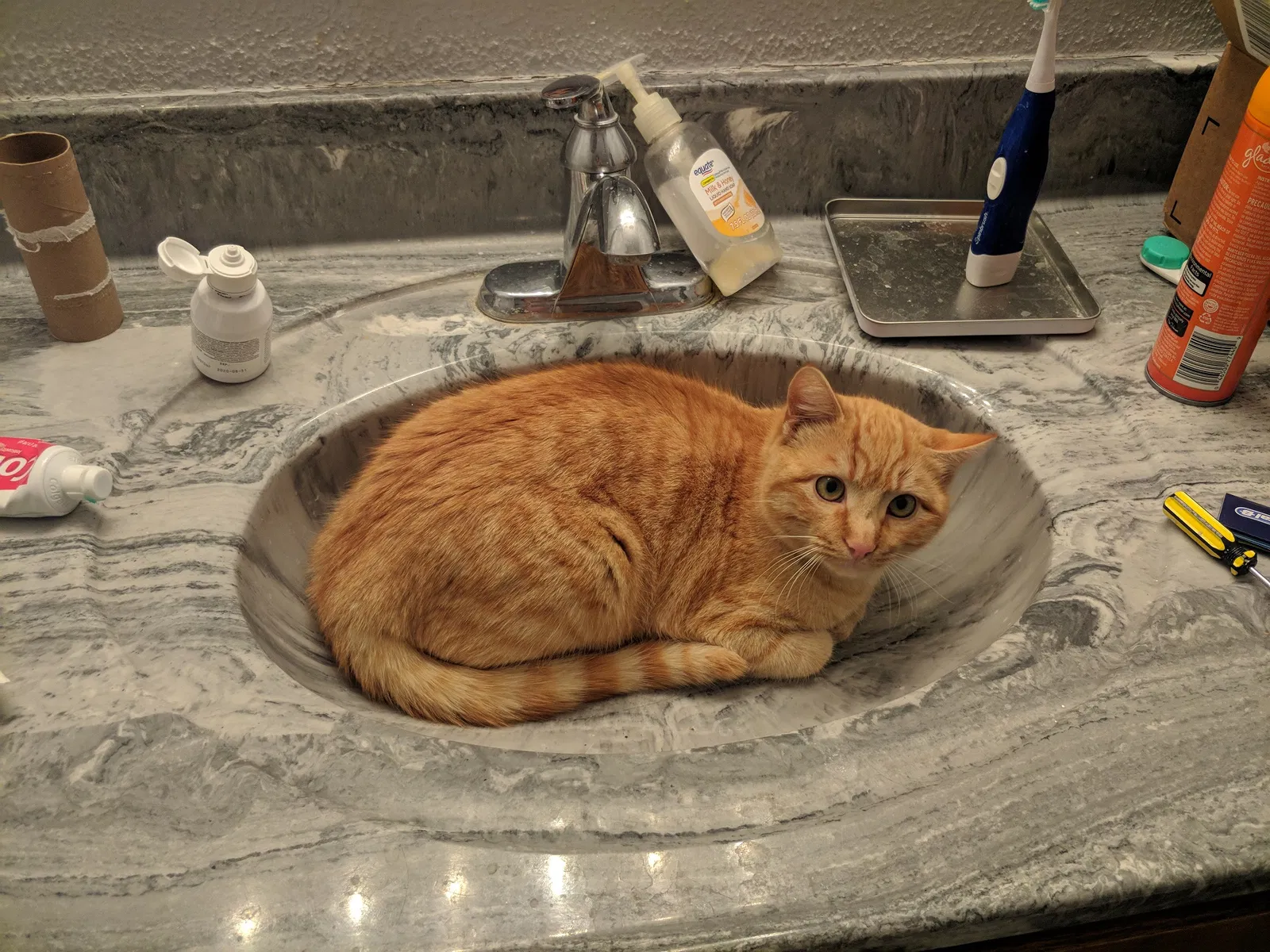 Lost cat in Albuquerque, NM, 87110
