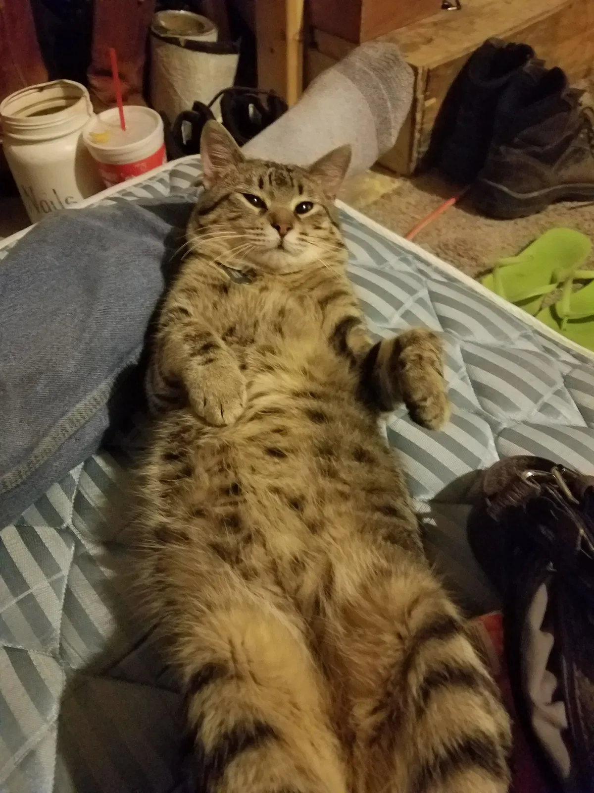 Missing Cat