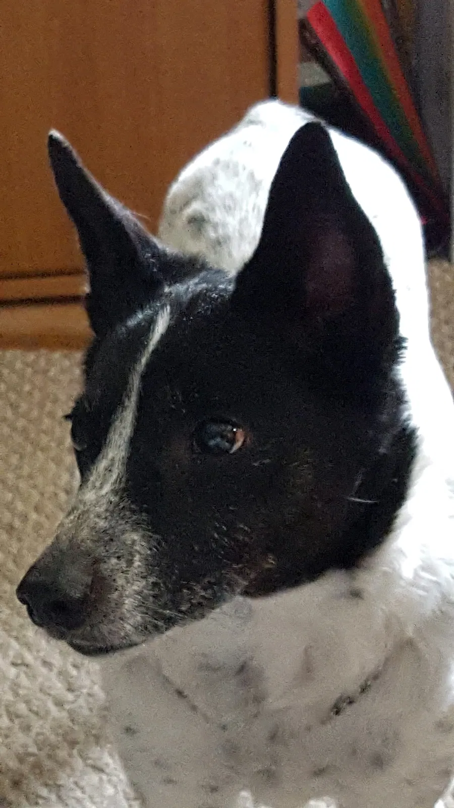 Lost dog in Canton, OH, 44708