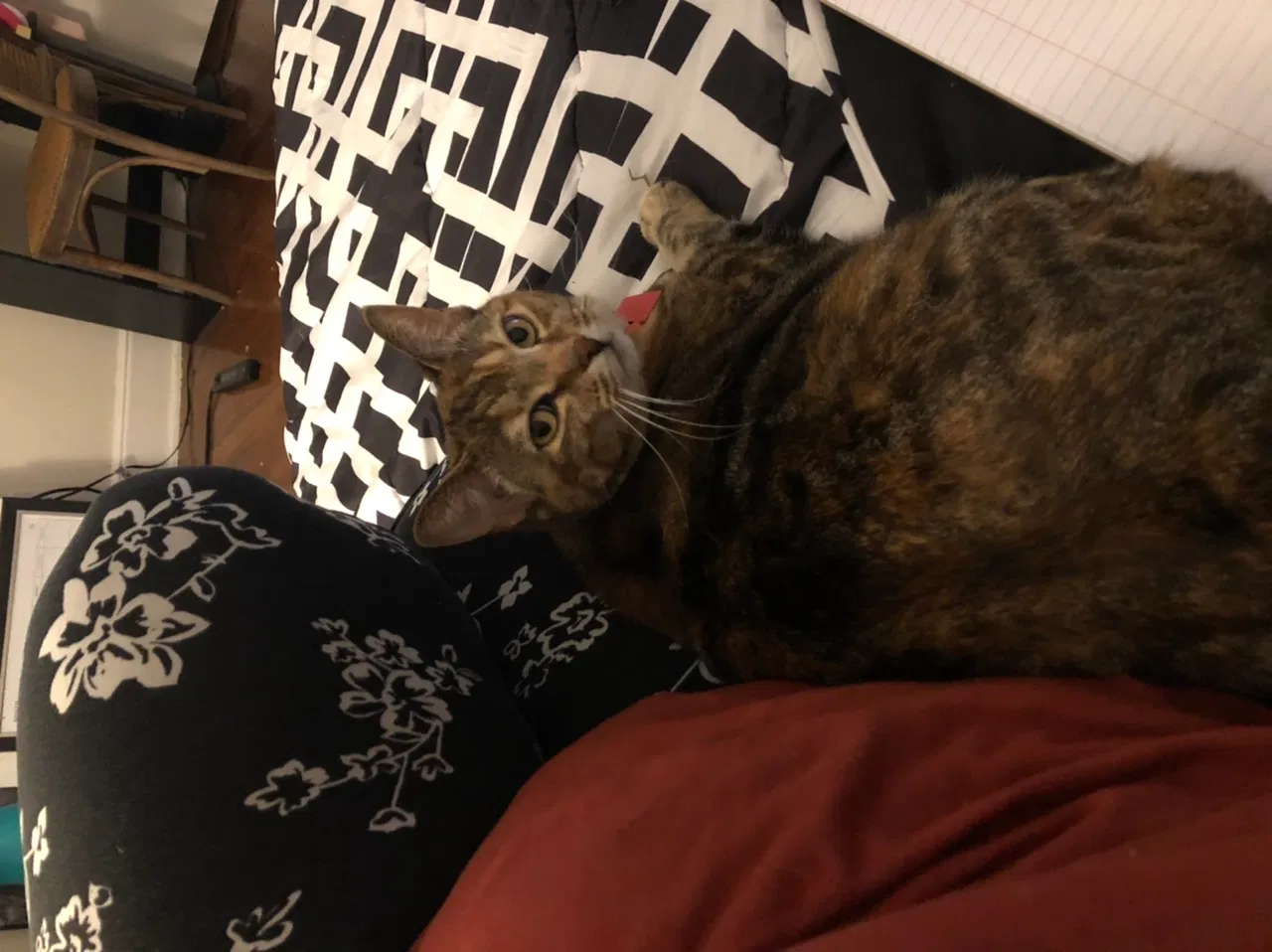 Lost cat in Montgomery, AL, 36109