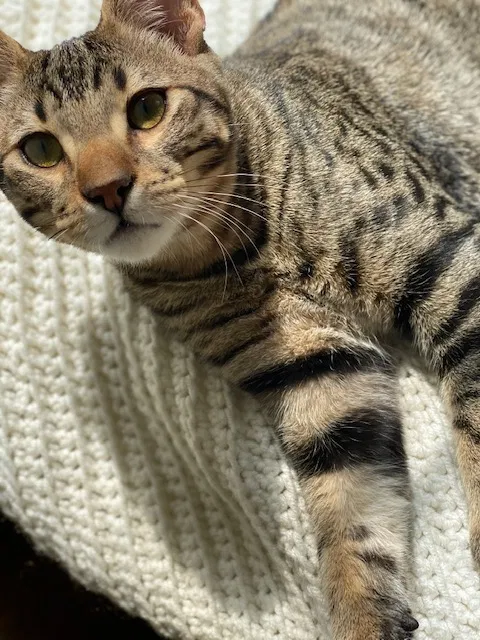 Lost cat in Sylmar, CA, 91342
