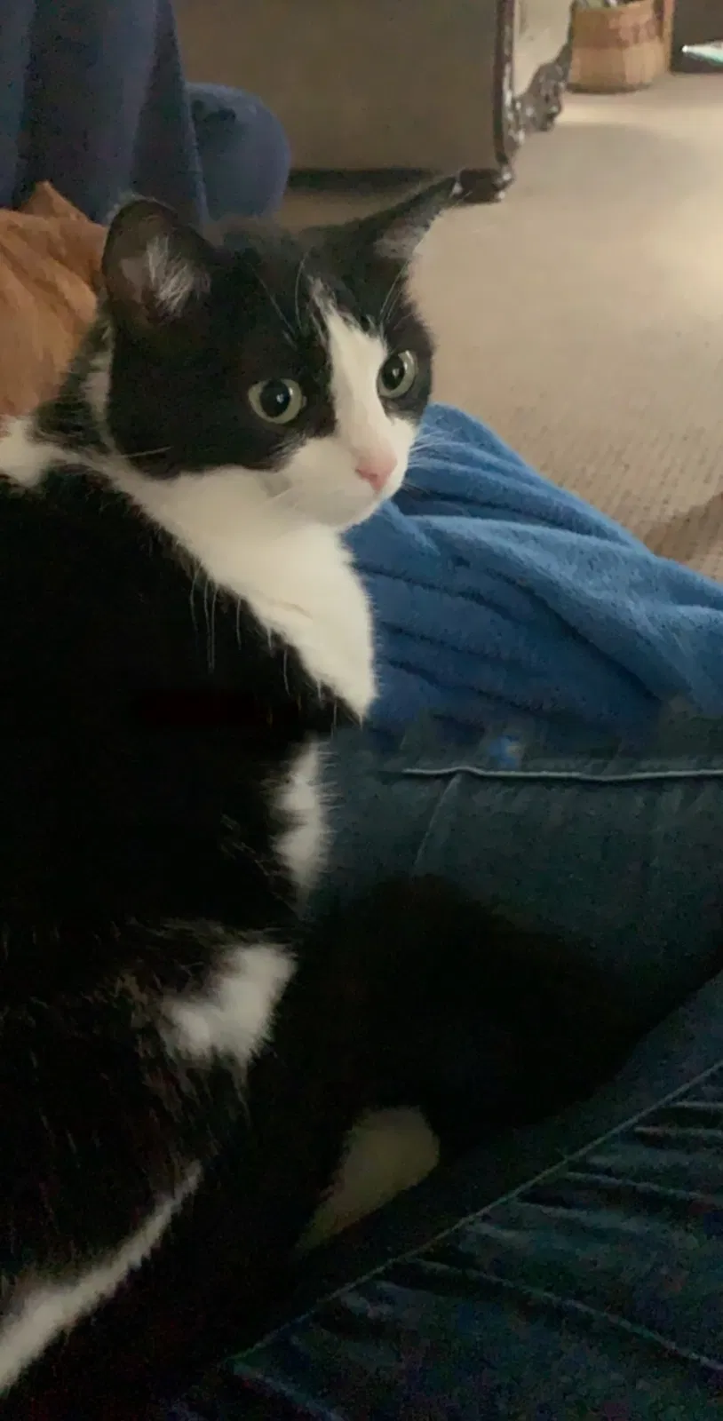 Lost cat in Grottoes, VA, 24441