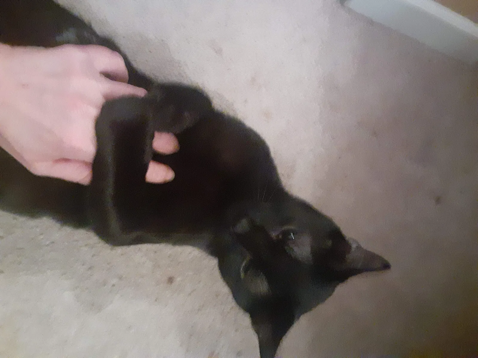 Lost cat in Franklin, IN, 46131