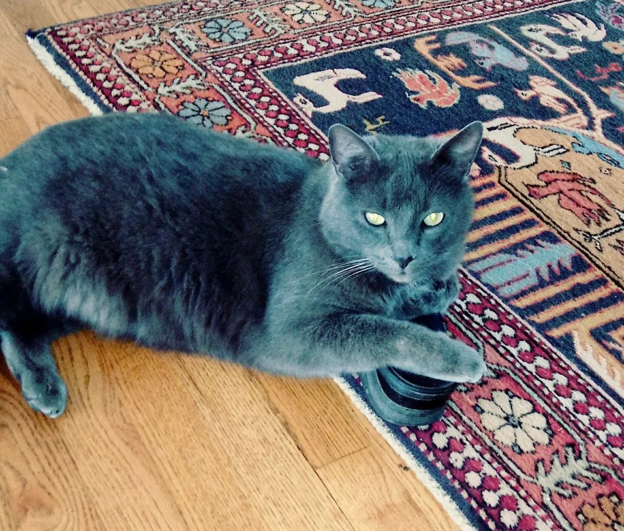 Lost cat in Clifton, VA, 20124