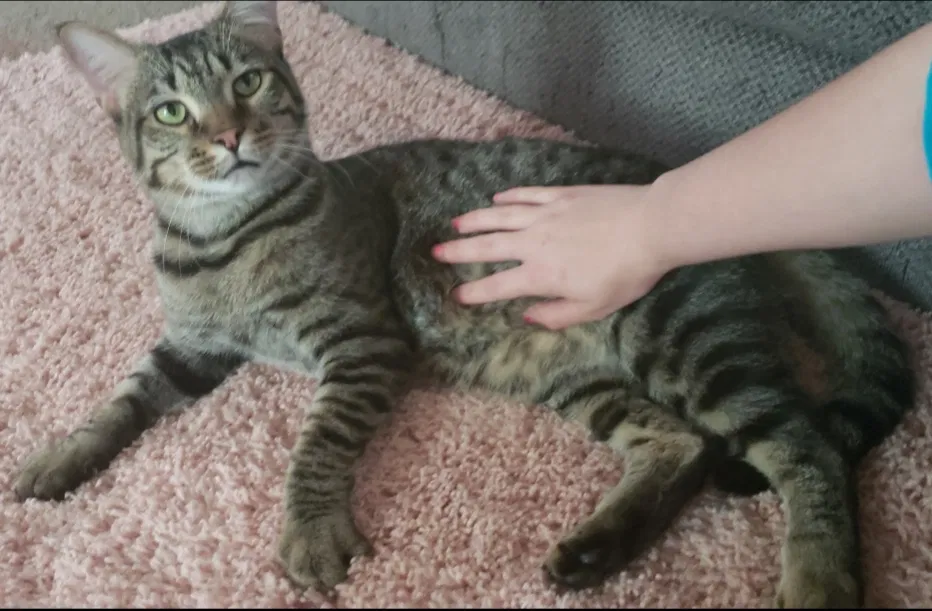 Lost cat in Johnson City, TN, 37615