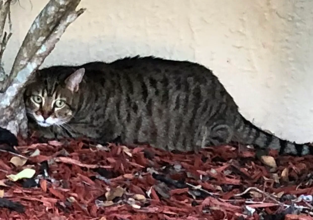 Lost cat in Kissimmee, FL, 34758